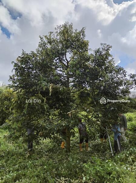Untuk Dijual - Freehold Durian Orchard at Pengkalan Hulu Perak