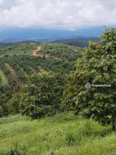 Untuk Dijual - Freehold Durian Orchard at Pengkalan Hulu Perak