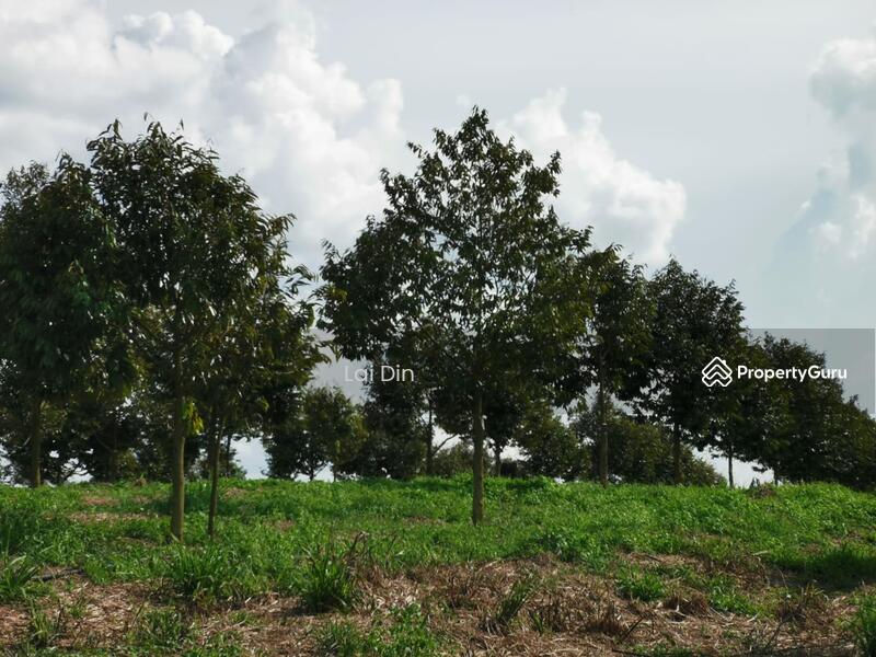 Untuk Dijual - Freehold Durian Orchard at Pengkalan Hulu Perak