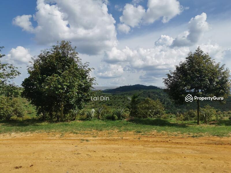 Untuk Dijual - Freehold Durian Orchard at Pengkalan Hulu Perak