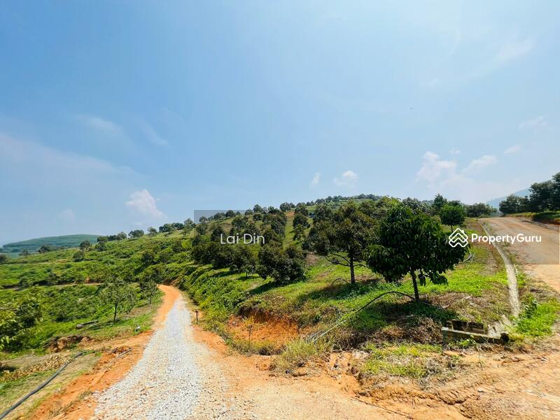 Untuk Dijual - Freehold Durian Orchard at Pengkalan Hulu Perak