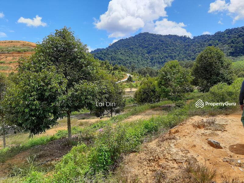 Untuk Dijual - Freehold Durian Orchard at Pengkalan Hulu Perak