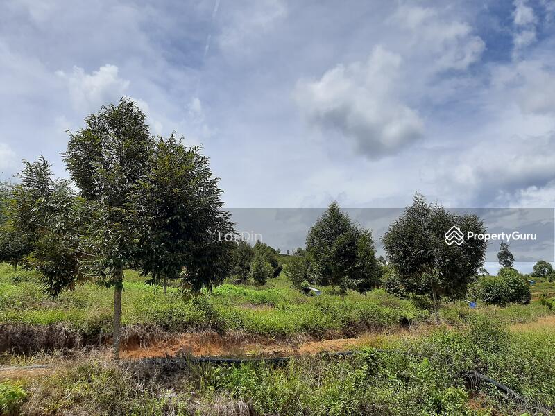 Untuk Dijual - Freehold Durian Orchard at Pengkalan Hulu Perak