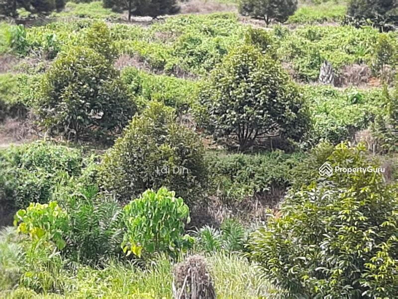 Untuk Dijual - Freehold Durian Orchard at Pengkalan Hulu Perak
