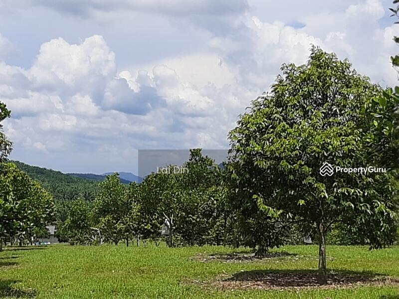 Untuk Dijual - Freehold Durian Orchard at Pengkalan Hulu Perak