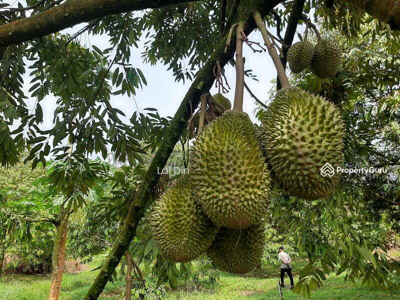 Untuk Dijual - Freehold Durian Orchard at Pengkalan Hulu Perak