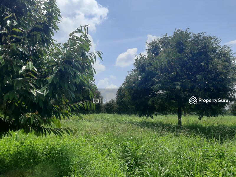 Untuk Dijual - Freehold Durian Orchard at Pengkalan Hulu Perak