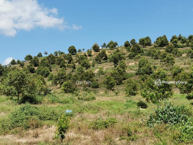 Untuk Dijual - Freehold Durian Orchard at Pengkalan Hulu Perak