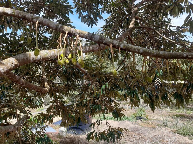 Untuk Dijual - Freehold Durian Orchard at Pengkalan Hulu Perak