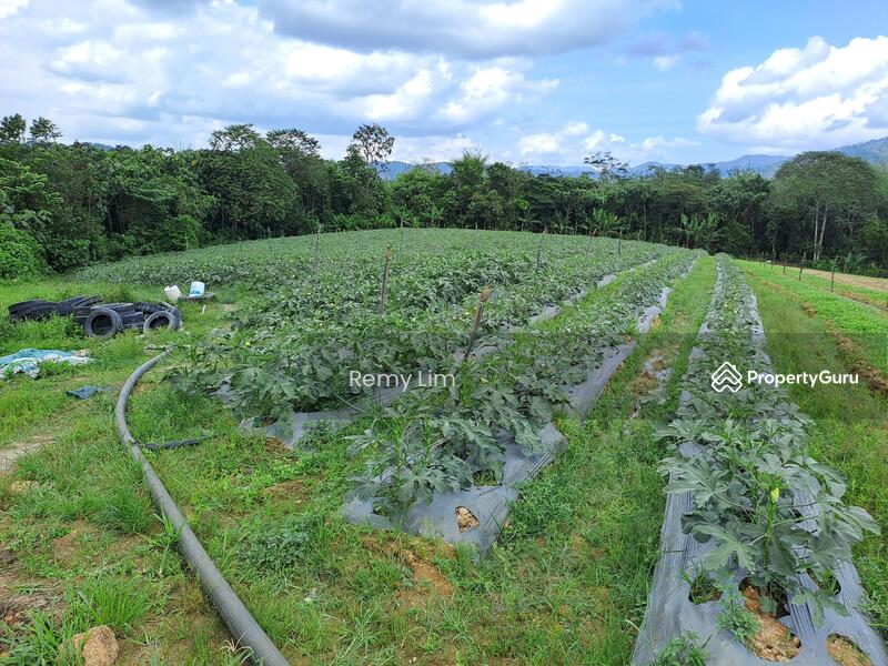 Jalan Sungai Lalang, Semenyih land, Kajang land, agricultural land