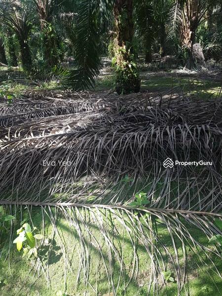 Agricultural Land for Sale in Pekan Nenas (Jeram Batu) - Eva Yeo - PropertyGuru.com.my