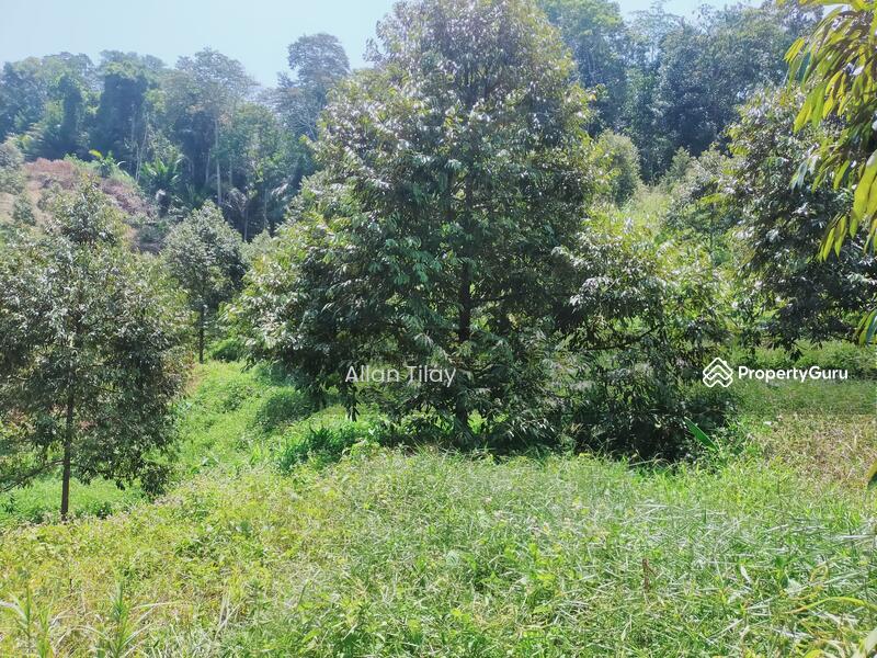 Sungai Siput Durian Land, Sungai Siput, Kuala Kangsar, Perak