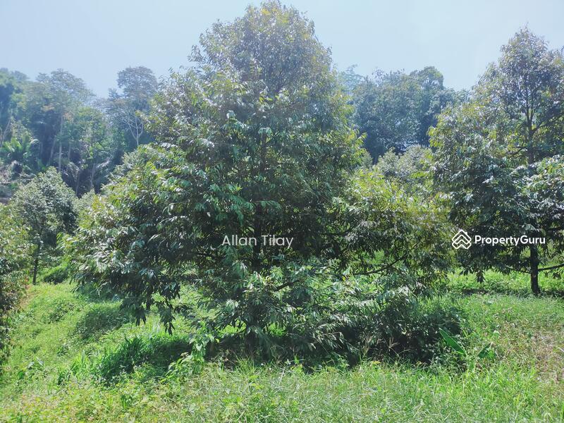 Sungai Siput Durian Land, Sungai Siput, Kuala Kangsar, Perak