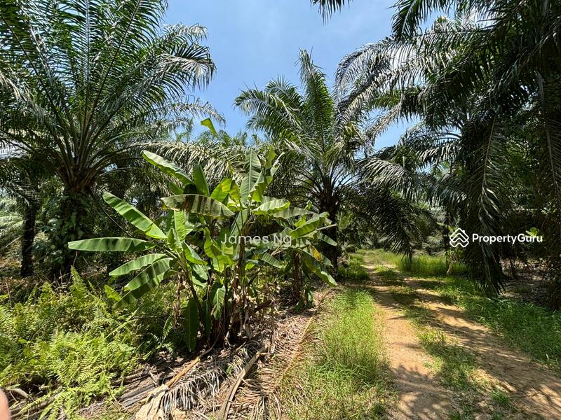 For Sale - seri cheeding