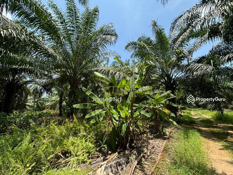 For Sale - seri cheeding