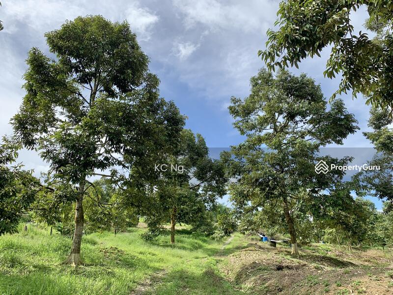 Raub, Bentong, Sungai Dua Durian Farm, Musang King, Black Thorn