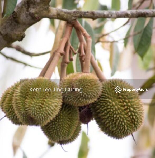 Durian land Karak Main Road, Bentong Gated, Full infra, Bentong Pahang