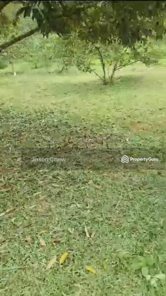 For Sale - Durian farm Duran farm durians farms