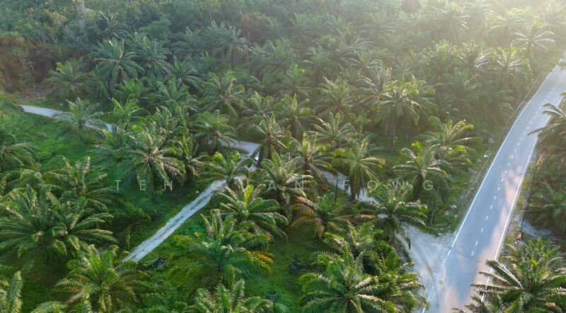 Agricultural Land for Sale in Seberang Perai (Penang) - Teh Guan Fong - PropertyGuru.com.my