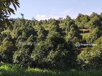 For Sale - Tras, Sang Lee,Bentong,Raub