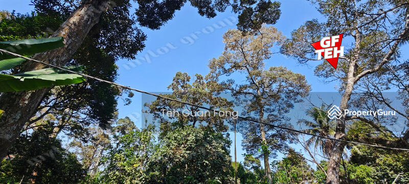 Agricultural Land for Sale in Balik Pulau (Penang) - Teh Guan Fong - PropertyGuru.com.my