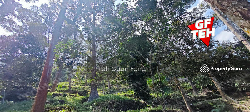 Agricultural Land for Sale in Balik Pulau (Penang) - Teh Guan Fong - PropertyGuru.com.my