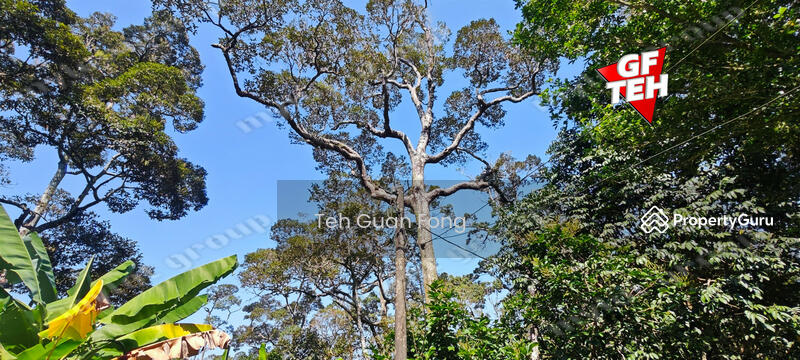Agricultural Land for Sale in Balik Pulau (Penang) - Teh Guan Fong - PropertyGuru.com.my