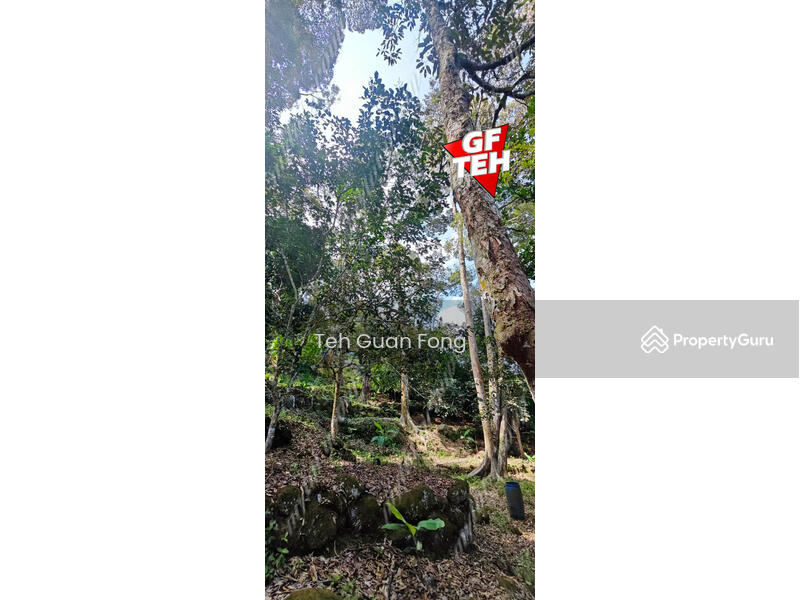 Agricultural Land for Sale in Balik Pulau (Penang) - Teh Guan Fong - PropertyGuru.com.my