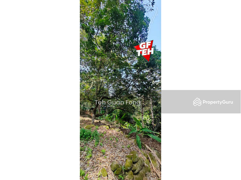 Agricultural Land for Sale in Balik Pulau (Penang) - Teh Guan Fong - PropertyGuru.com.my