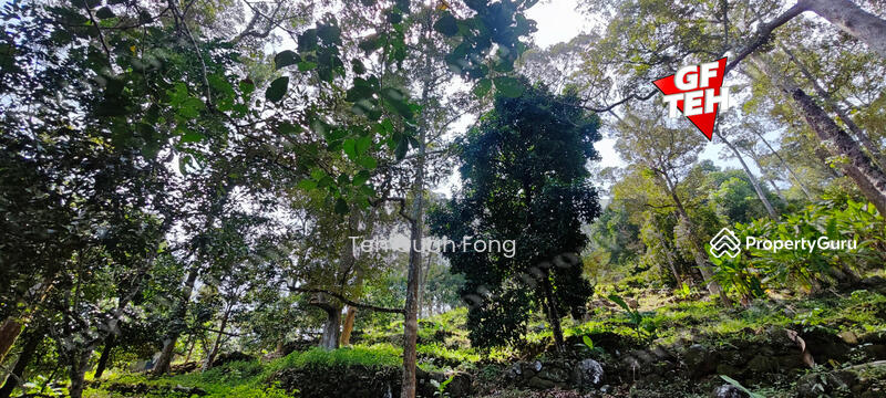 Agricultural Land for Sale in Balik Pulau (Penang) - Teh Guan Fong - PropertyGuru.com.my