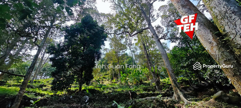Agricultural Land for Sale in Balik Pulau (Penang) - Teh Guan Fong - PropertyGuru.com.my