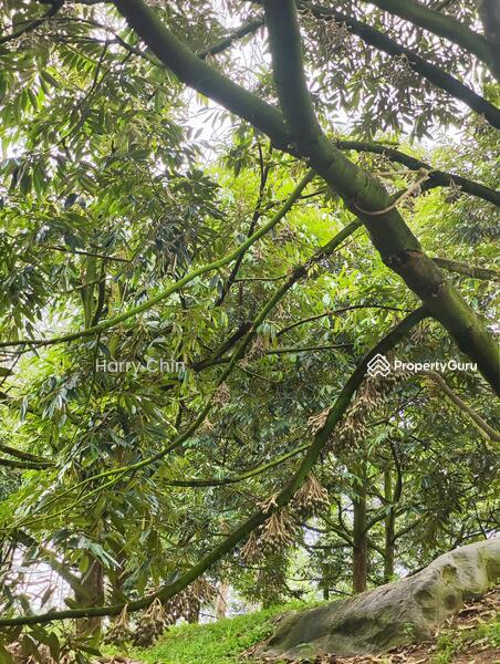 Tanah Pertanian untuk Dijual di Raub (Pahang) - Harry Chin - PropertyGuru.com.my