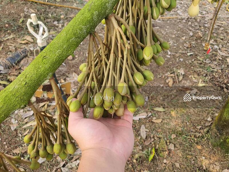 Tanah Pertanian untuk Dijual di Bandar Lipis (Kuala Lipis) - Y.L. Yong - PropertyGuru.com.my