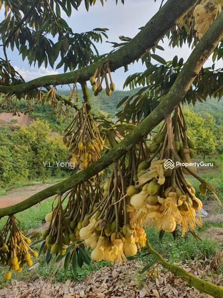 Tanah Pertanian untuk Dijual di Bandar Lipis (Kuala Lipis) - Y.L. Yong - PropertyGuru.com.my