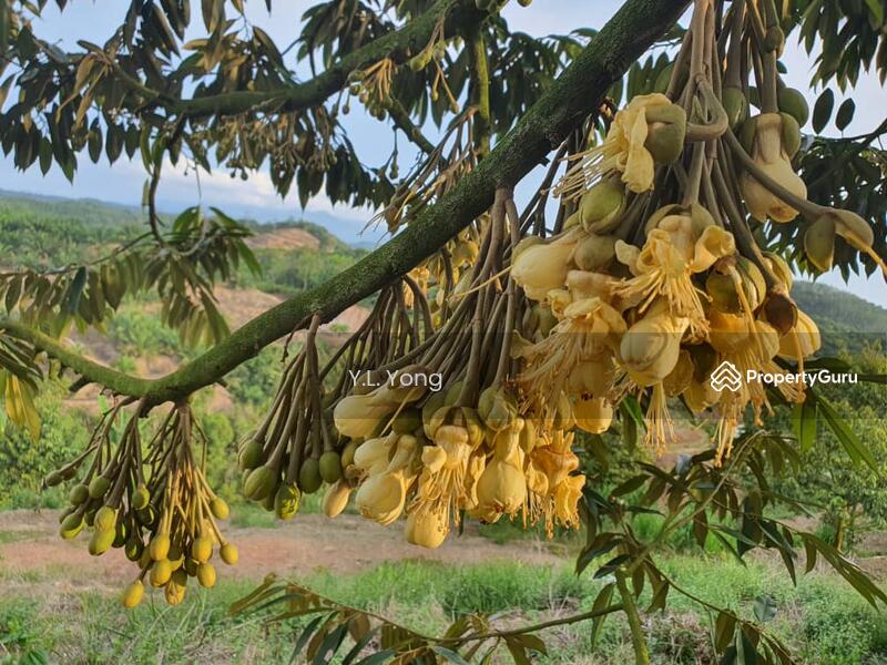 Tanah Pertanian untuk Dijual di Bandar Lipis (Kuala Lipis) - Y.L. Yong - PropertyGuru.com.my