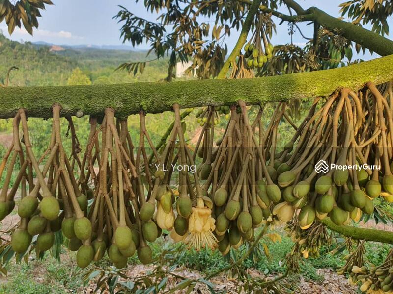 Tanah Pertanian untuk Dijual di Bandar Lipis (Kuala Lipis) - Y.L. Yong - PropertyGuru.com.my