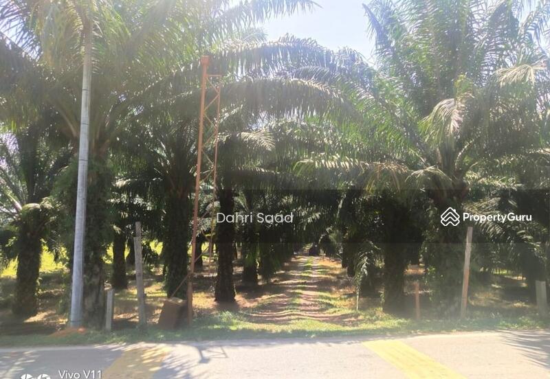 Tanah Sawit Bersebelahan Jalan Utama Lunas ke Padang Serai, Kulim