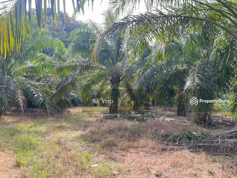 Untuk Dijual - Perak, Sg Siput 10ac Palm Oil Plantation