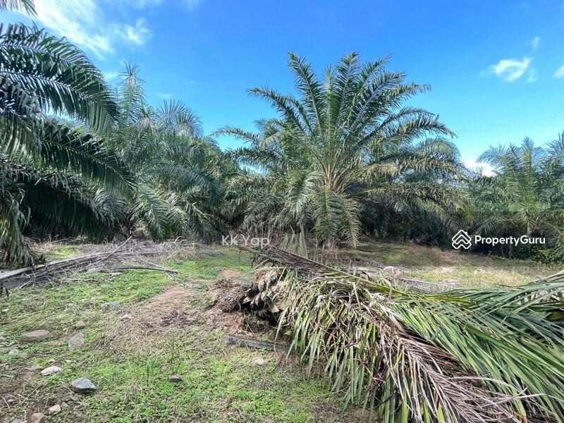 Untuk Dijual - Perak, Sg Siput 10ac Palm Oil Plantation