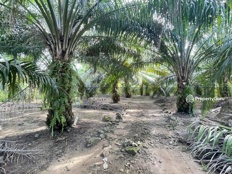 Untuk Dijual - Perak, Sg Siput 10ac Palm Oil Plantation
