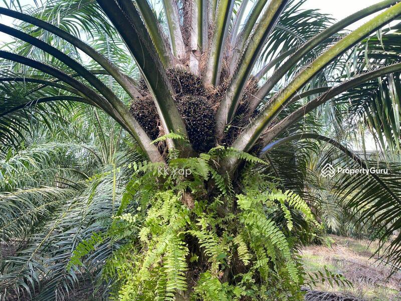 Untuk Dijual - Perak, Sg Siput 10ac Palm Oil Plantation