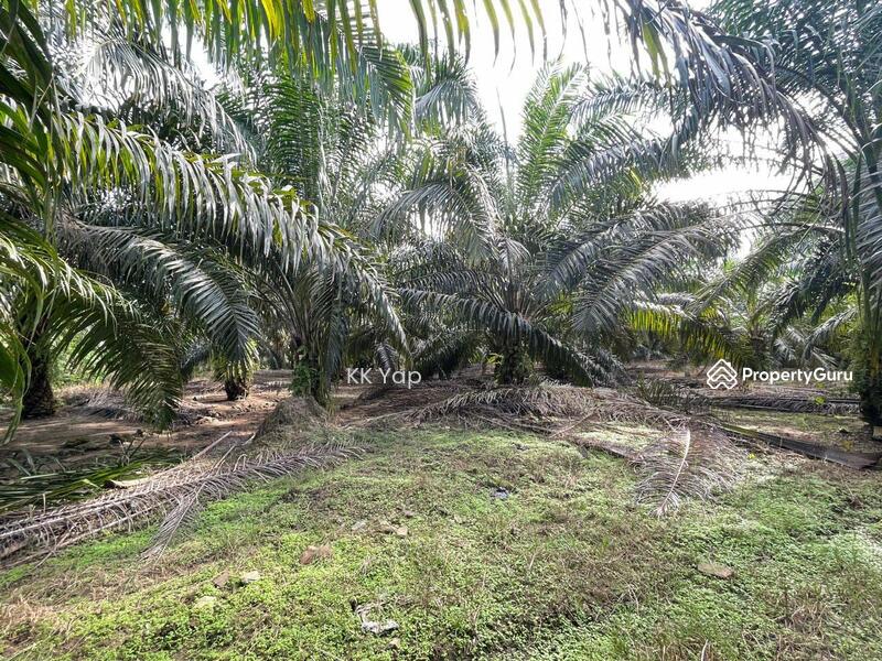 Untuk Dijual - Perak, Sg Siput 10ac Palm Oil Plantation