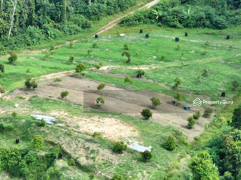 10 acres Musang King Orchard Land For Sale, Lenggong, Hulu Perak, Perak