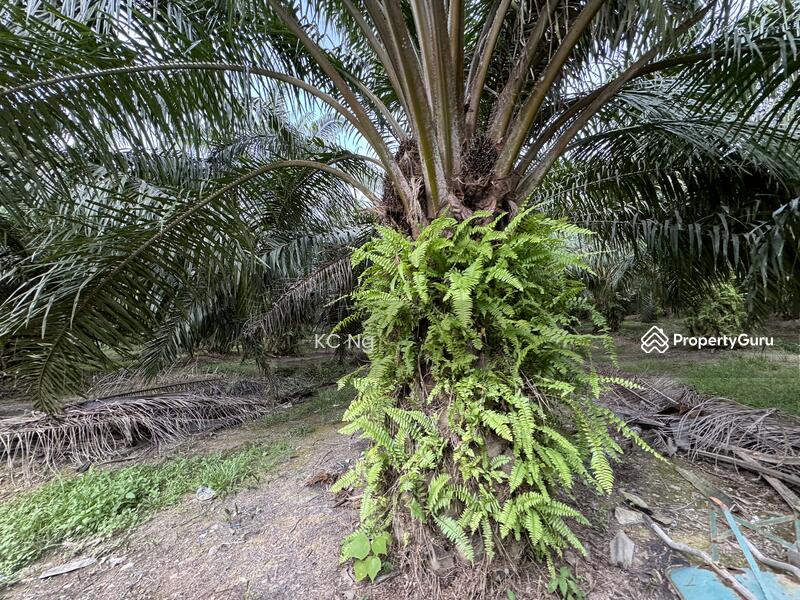 For Sale - Sitiawan, Lekir, Sri Manjung Palm Oil Plantation 170 Acres