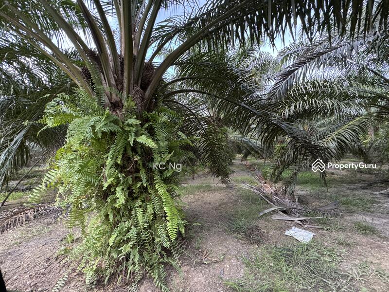 For Sale - Sitiawan, Lekir, Sri Manjung Palm Oil Plantation 170 Acres