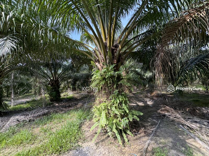 For Sale - Sitiawan, Lekir, Sri Manjung Palm Oil Plantation 170 Acres