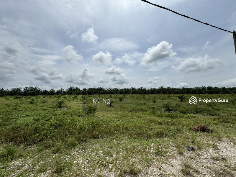 For Sale - Sitiawan, Lekir, Sri Manjung Palm Oil Plantation 170 Acres