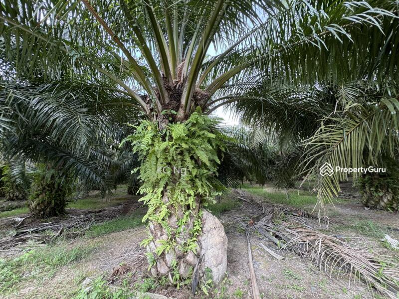 Untuk Dijual - Sitiawan, Lekir, Sri Manjung Palm Oil Plantation 170 Acres..