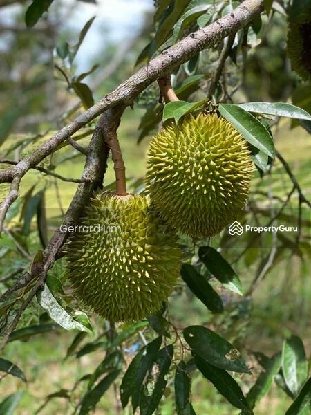 Agricultural Land for Sale in Karak (Pahang) - Gerrard Lim - PropertyGuru.com.my