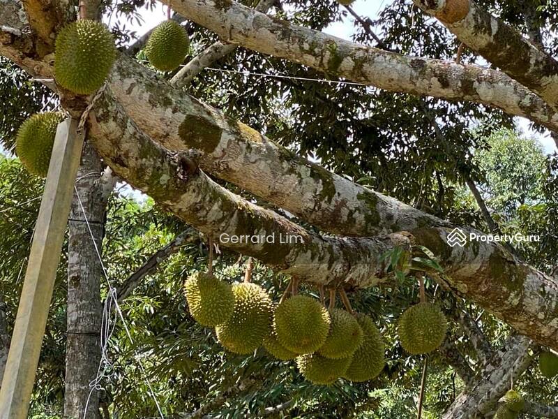Agricultural Land for Sale in Karak (Pahang) - Gerrard Lim - PropertyGuru.com.my